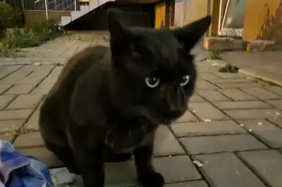 Найдена черная кошка на ул. Анисовая, 35