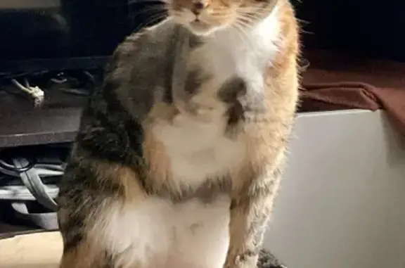 Кошки потеряшки, Ярославль, фото: Потеряшка трехцветная кошка без правой лапы на ул. Е. Колесовой, 22 (Ярославль)