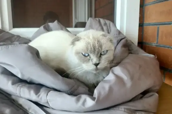 Найден белый кот на Лесной улице