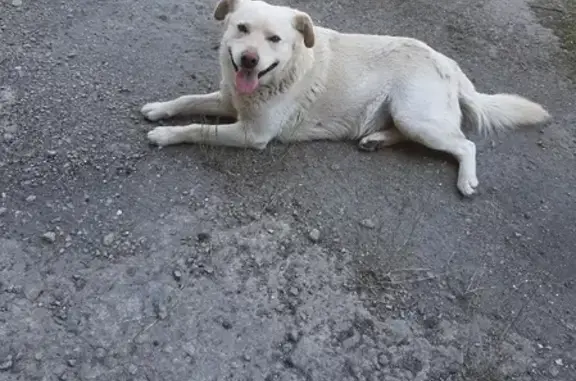 Пропала собака Кличка Дик на 2-й Заводской улице