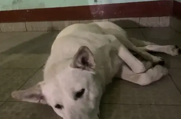 Найден крупный белый пёс на ул. Пионерская, дом 48 в Хабаровске