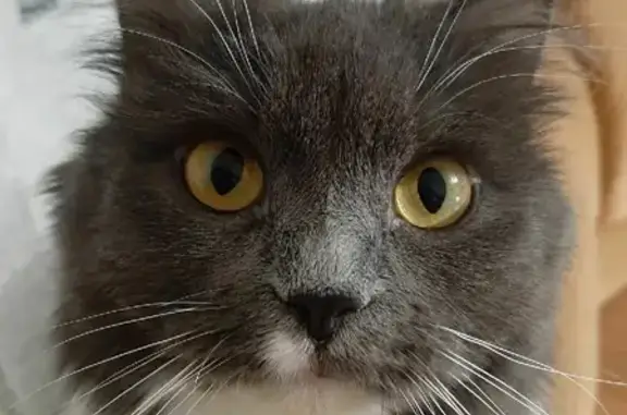 Кошки потеряшки, Киров, фото: Потеряшка кошка на Мостовицкой 3/9