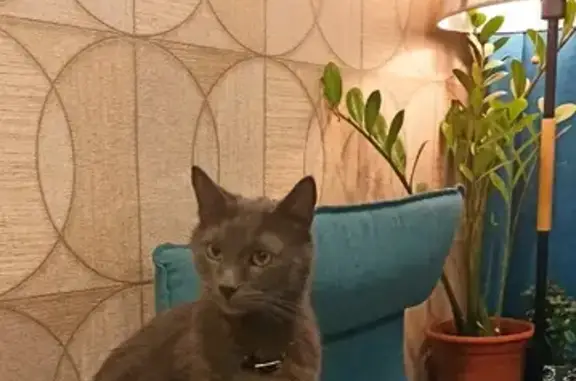 Найдена русская голубая кошка на ул. Шателена, СПб