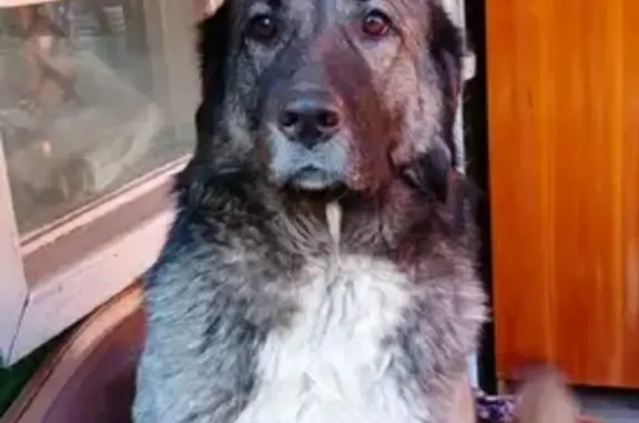 Найдена собака на ул. Борисевича, Красноярск