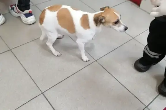 Собака найдена в магазине Дикси на ул. Толмачева 6