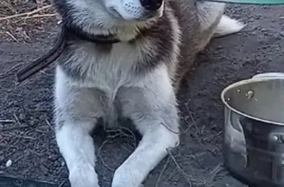 Потерянные животные Новокузнецк, фото: Пропала собака Хаски на Вокзальной улице, вознаграждение 3000р
