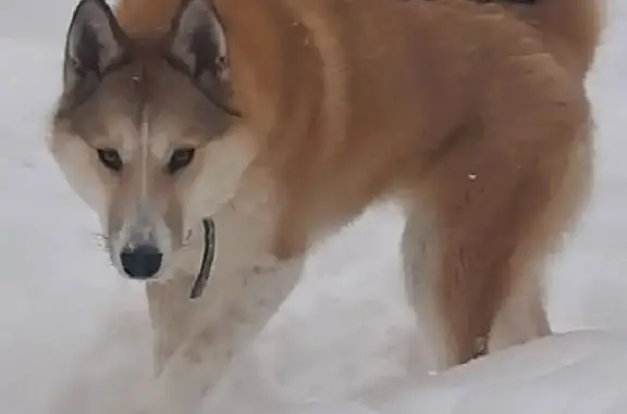 Пропала собака Мотя в Луговом, Ивановская область