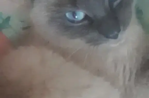 Кошки потеряшки, Пермь, фото: Потеряшка кот Бакс на ул. Гашкова, 22 (Пермь)