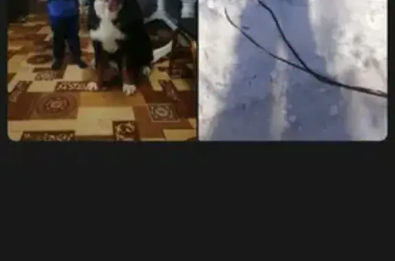 Пропали собаки на Кирова, 86 в Благовещенске