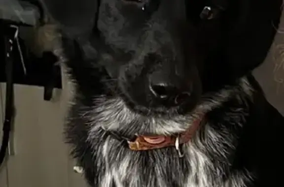 Собаки потеряшки, Суховское, фото: Потеряшка Русская спаниель в районе деревни Мостовой (41К-123)