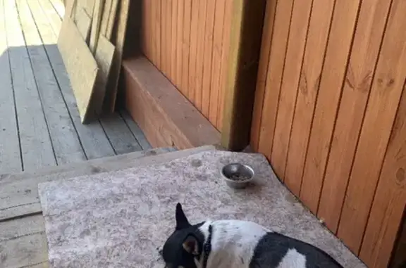 Собаки потеряшки, Томск, фото: Потеряшка собака на Кулагина 35, порода чихуахуа, белый окрас