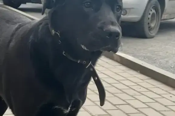 Собака на Ленина 59, Калуга: метис лабрадора, чёрная, 3 года.