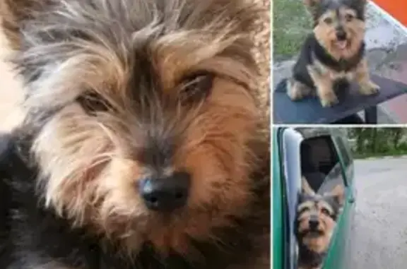 Пропала собака на улице Пономарёва, 2