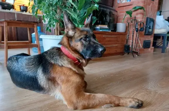 Пропала собака Дайра в Костромской области.