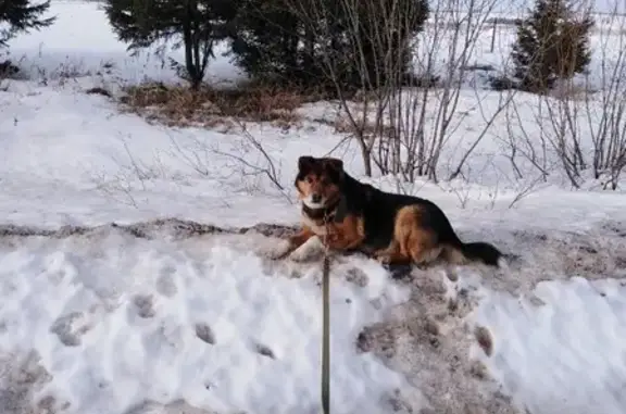 Пропала собака возрастом 15 лет в Горном Щите, Свердловская область
