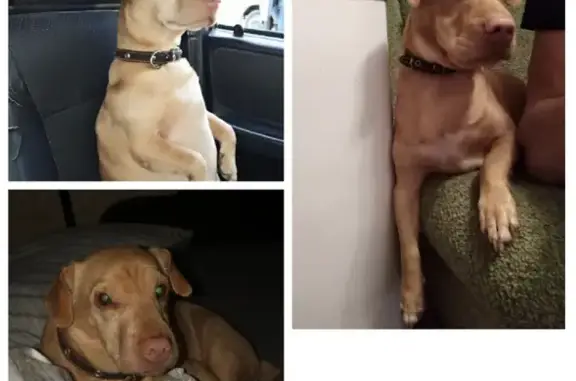 Собаки потеряшки, Ставрополь, фото: Потеряшка собака Мартин на ул. Трунова 16, Ставрополь.