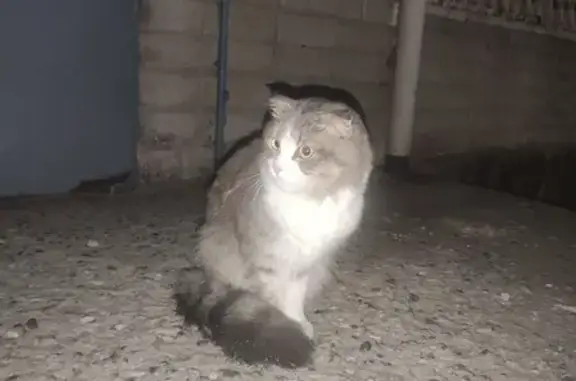 Потерян домашний котик на ул. Трофимова, 27 в Бийске