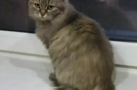Найдена кошка на ул. Родниковская, 3 в Краснодаре