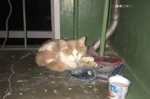 Найдена кошка на пр. Ленина, Н. Новгород