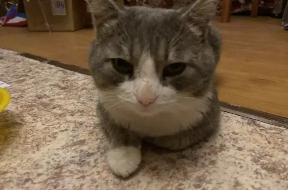 Найдена кошка в Томске, Глухой переулок 6