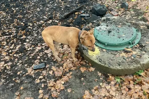 Найден собака возле леса на Строителей, 30