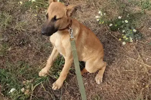 Пропала щенок рыже-золотистого цвета в Нижнекамске
