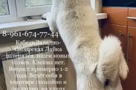 Найдена собака Кабель Западно-Сибирская Лайка, ищем новых хозяев! (адрес: ул. Николая Отрады, 24Б, Волгоград)