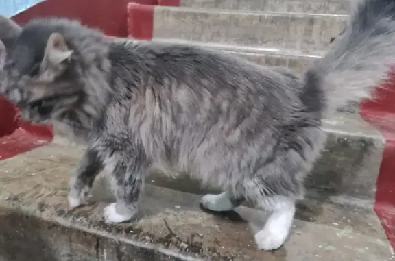 Кошка найдена на Касимовской, 9 в Москве