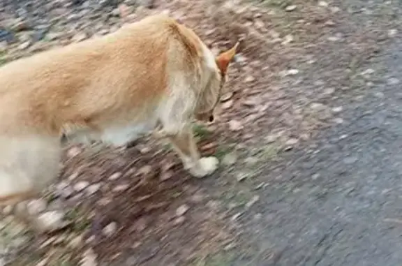 Найдена собака на Транспортной, Новокузнецк