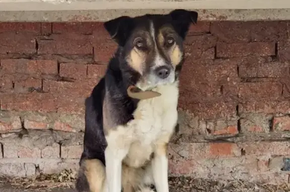 Потерянный пес на ул. Ноградская, 17 в Кемерово