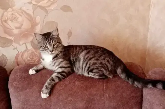 Пропала кошка на улице Суворова, 10 в Тайшете.