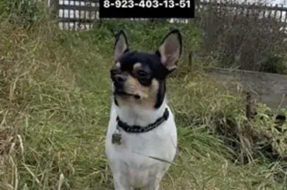 Собаки потеряшки, Томск, фото: Потеряшка собака Веня, чихуа-хуа, черно-белый окрас, Томск