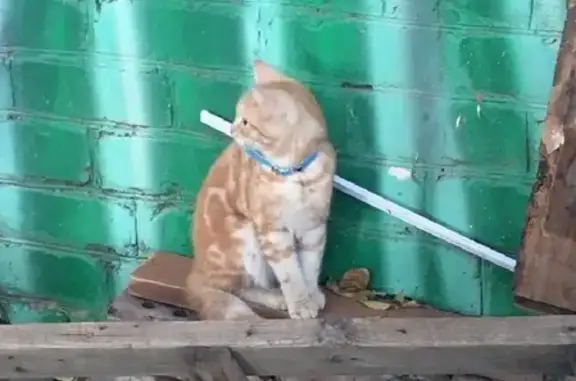 Найден рыжий кот с ошейником на ул. Татищева, Астрахань