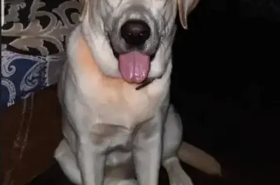 Пропала собака Бося на ул. 40 лет Победы, 25А в Биробиджане