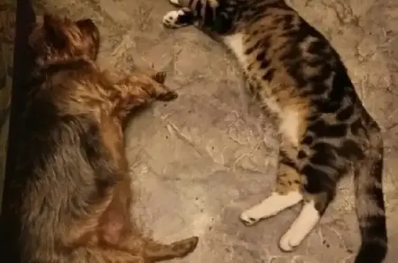 Кошки потеряшки, Санкт-Петербург, фото: Потеряшка кошка на проспекте Славы, СПб