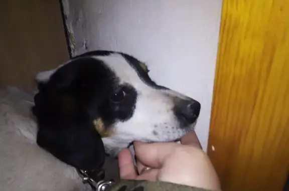 Собака-дворняга найдена на Горно-Алтайской, 56, Бийск.