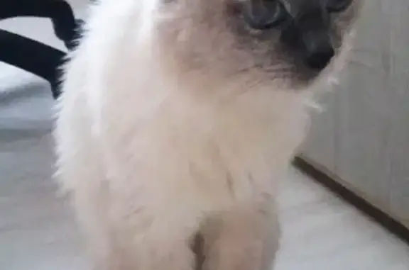 Найдена кошка в Южном Домодедово, ищу хозяев или добрые руки