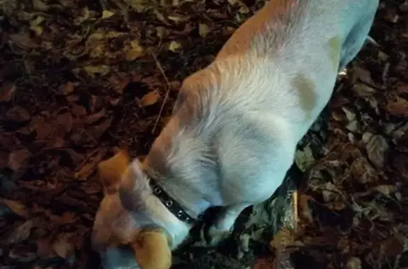 Найдена собака на улице Победы, 60, Хабаровск