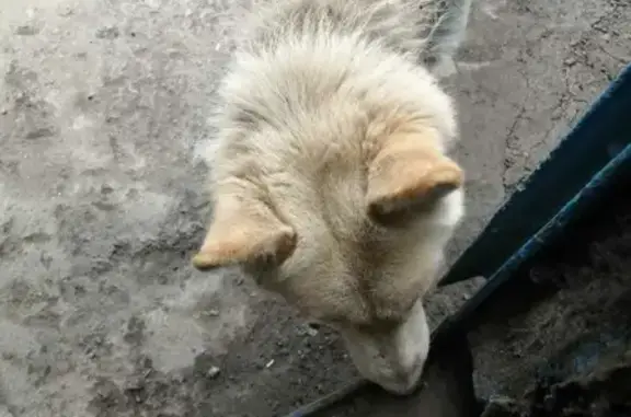 Найдена собака в Кемерово на Шатурской 3