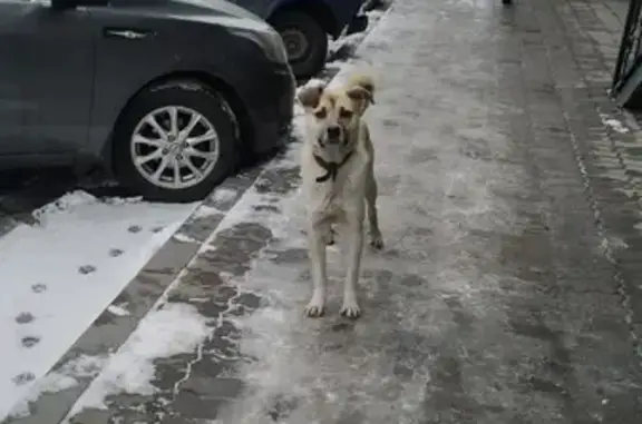 Найден пёс на Партизанской улице, Иркутск