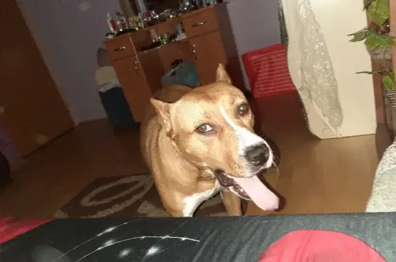 Собаки потеряшки, Москва, фото: Собака пропала на трассе 46Н-11112