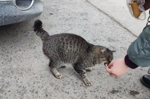 Найден серый котик на Комсомольском проспекте