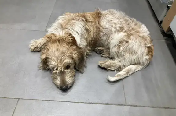 Найдена собака на заправке Татнефть в Казани