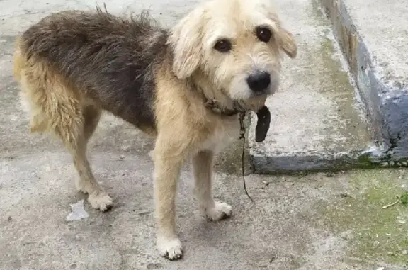 Собака Потеряшка на улице Гутякулова, 34