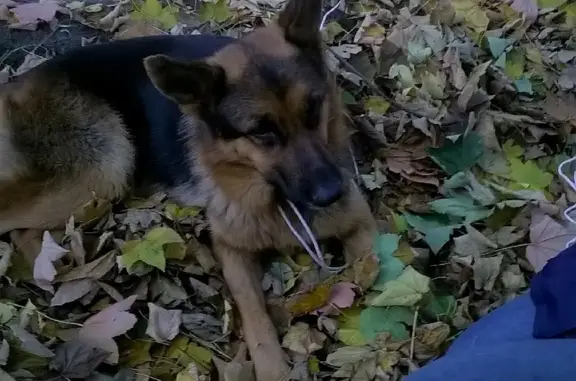 Найдена собака на ул. Мира, 143 в Ставрополе