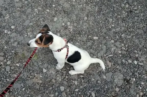 Пропала собака Майла на улице Лопатина-Красная