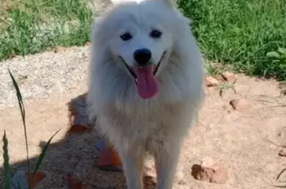 Пропала собака Лаки возрастом 1 год в Омске