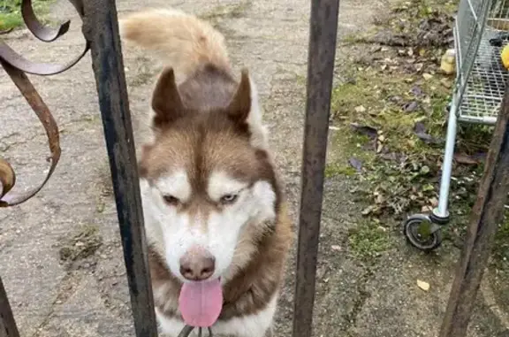 Собака хаски найдена на 2-й Ясенной улице, 32 в Смоленске