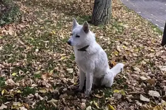 Найден пёс на Береговой улице в Ростове-на-Дону