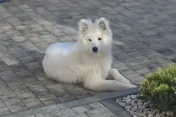 Собака породы Самоед найдена на Челнокова улице, Севастополь